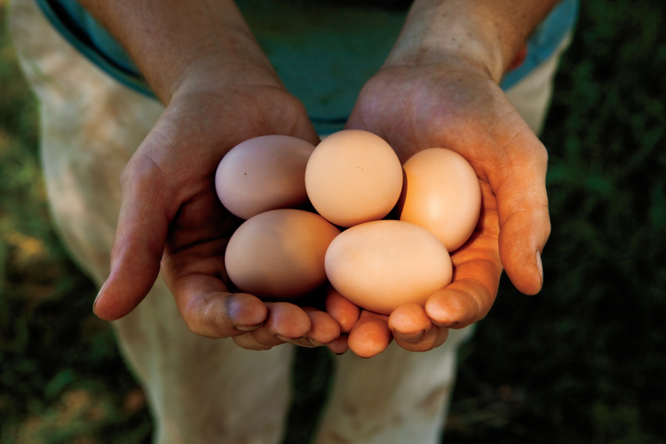 N.C. Egg Facts