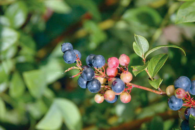 North Carolina Blueberry Festival