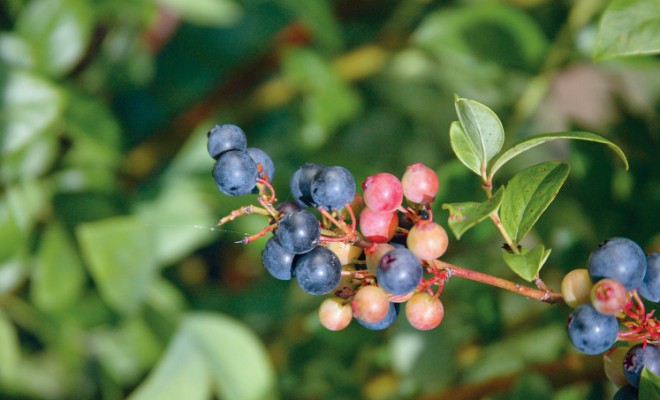 North Carolina Blueberry Festival