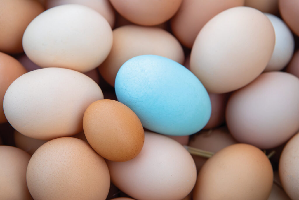 Blue eggs and eggs of various sizes 