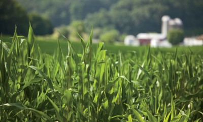 Cornfield - GMO Questions Answered