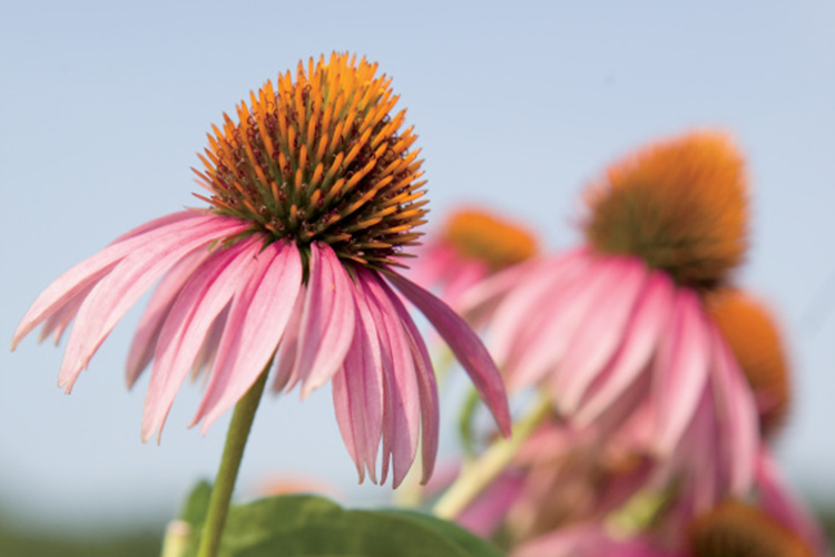 purple coneflower