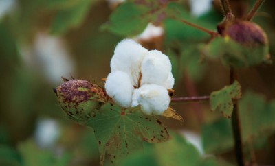 Cotton of the Carolinas
