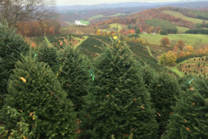 Christmas tree farms