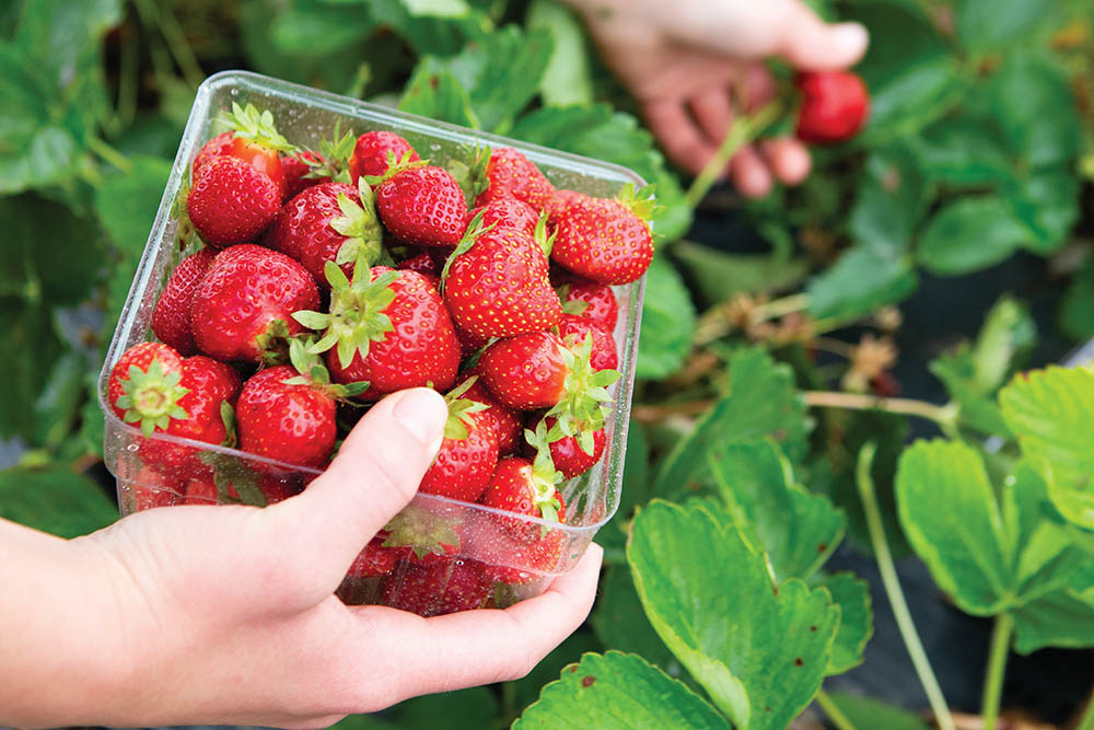 strawberry picking