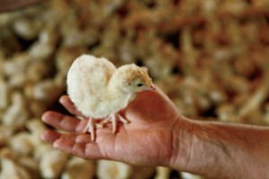 Baby turkey poult