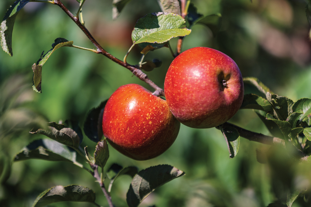 North Carolina Crunch; apples