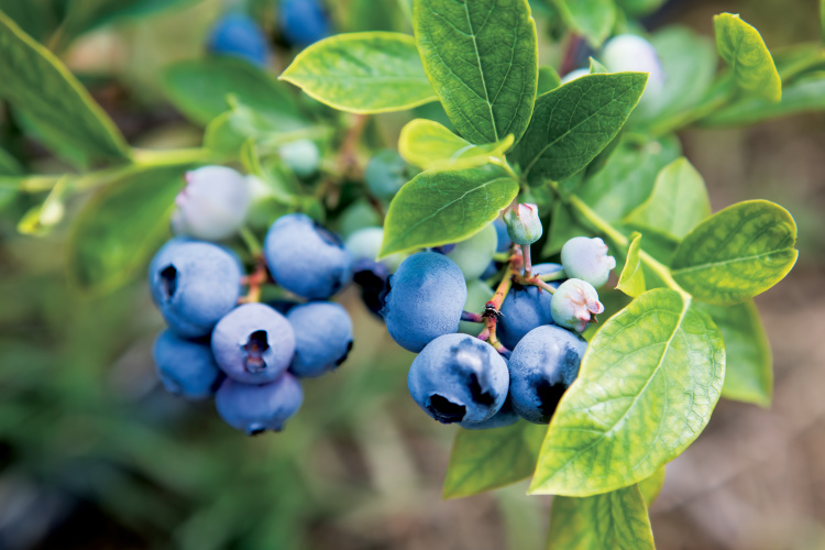 blueberries on the branch