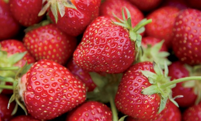 NC Strawberry Project