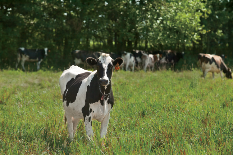 dairy facts