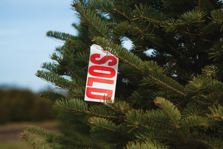 christmas tree facts