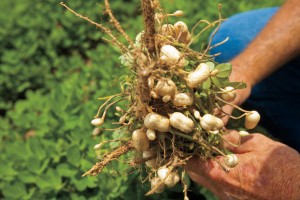 N.C. peanuts; facts about peanuts