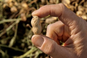 N.C. peanuts