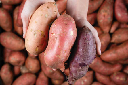 sweet potatoes; sweetpotato