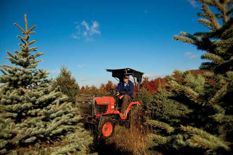 christmas tree facts