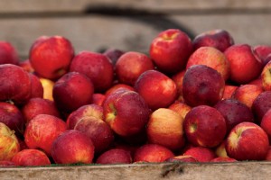 NC Apple Festival