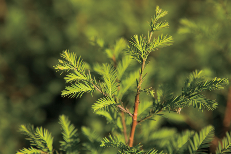 North Carolina forestry
