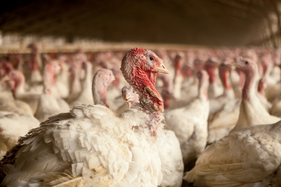 North Carolina turkey