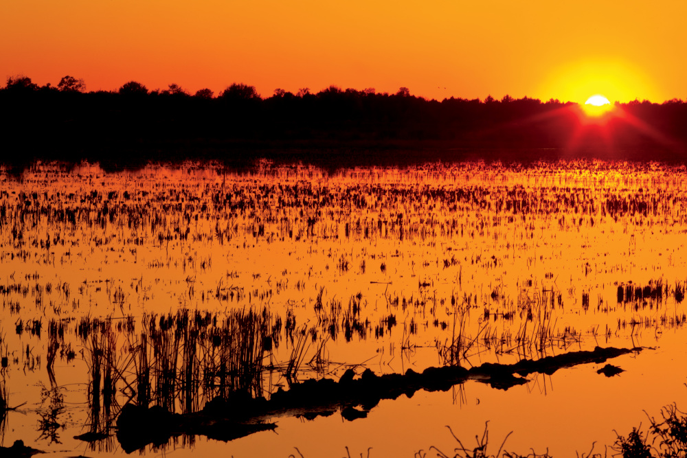 flooded rice fields