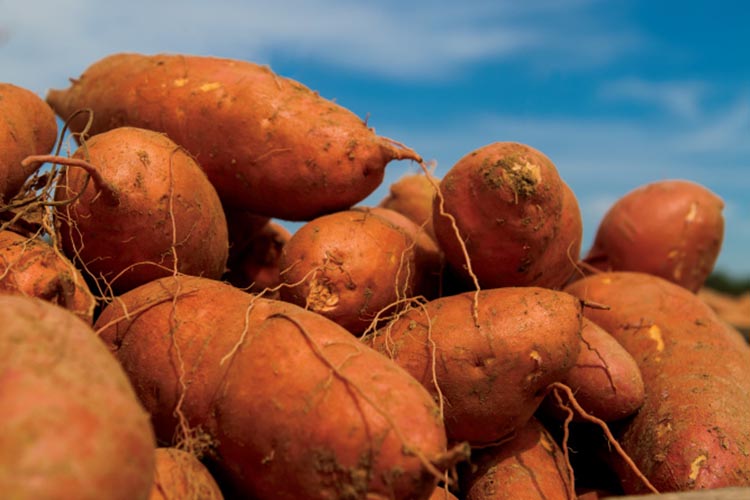 North Carolina sweet potato exports