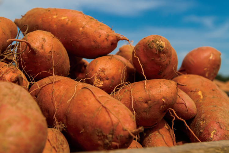 North Carolina Sweet Potatoes