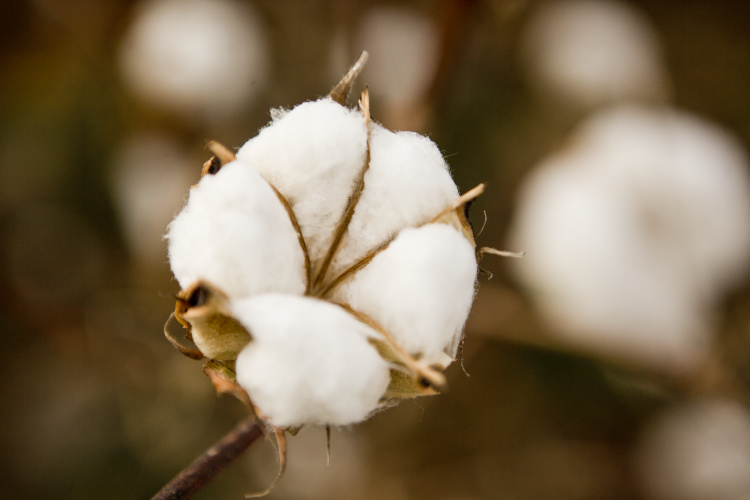 cotton