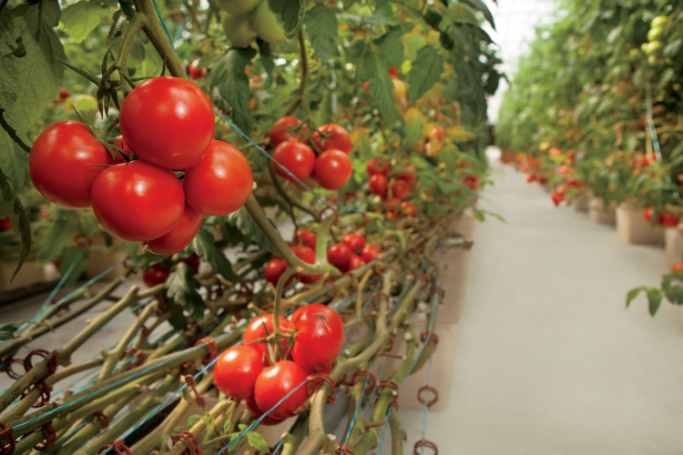 Tomatoes as Teaching Tools