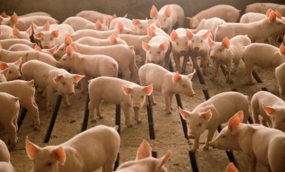 farm facts: pork