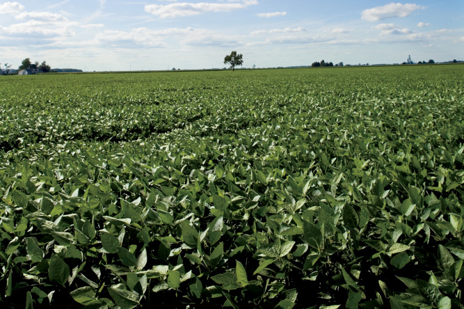 soybeans