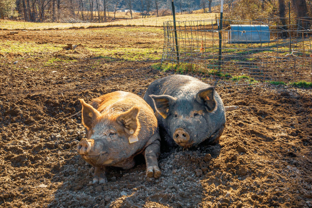 Hurricane Helene; Hickory Nut Gap Farm in Fairview worked to keep their animals safe despite miles of downed fences