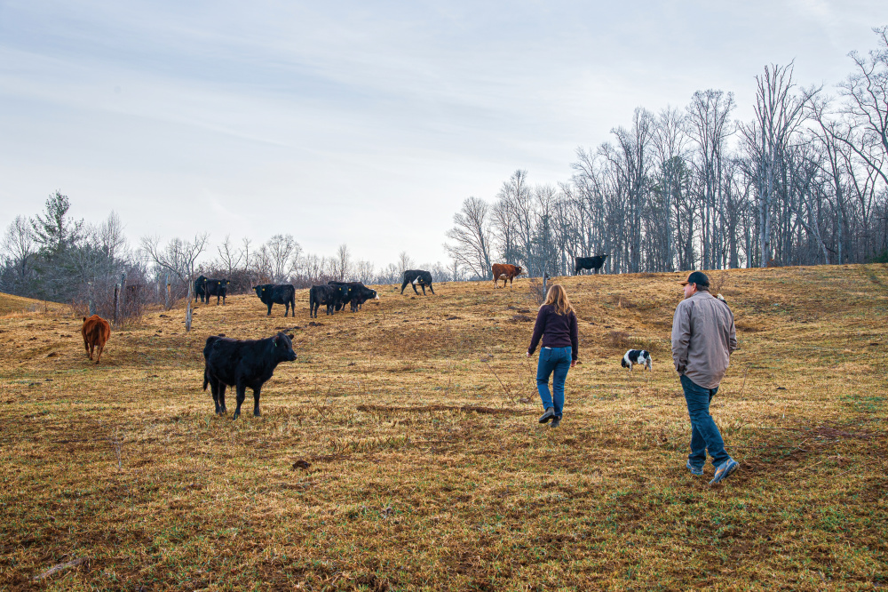 Hickory Nut Gap Farm in Fairview