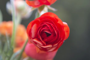 Summer Fresh Flower Farm