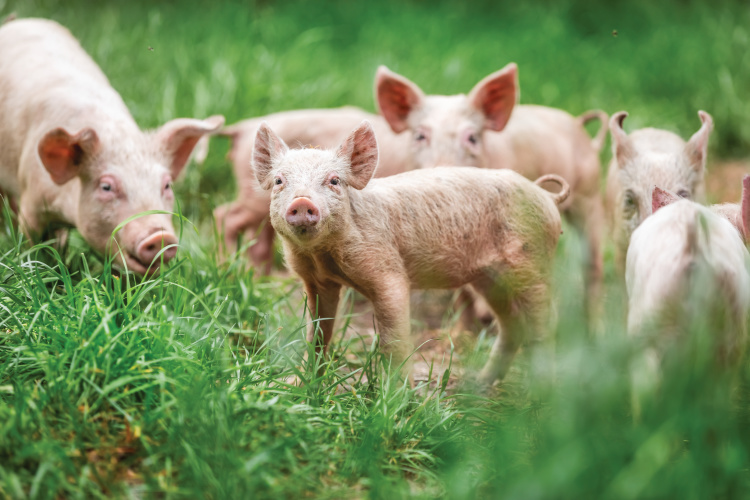 pigs in grass