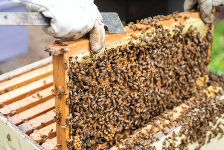 North Carolina honeybees on bee box frame