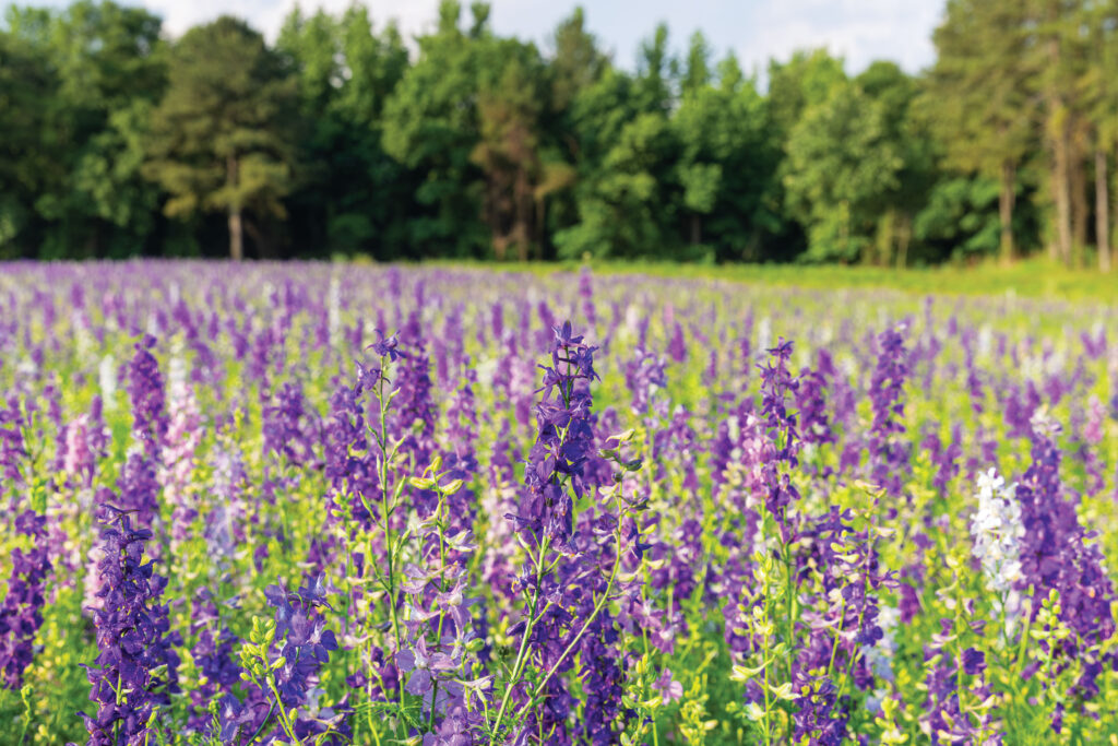 Garrett Wildflower Seed Farm flowers