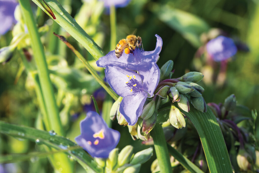 Spiderwort on Garrett Wildflower Seed Farm in Smithfield, NC.