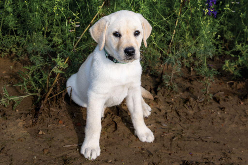 Don Lee's puppy, Lacy; Garrett Wildflower Seed Farm