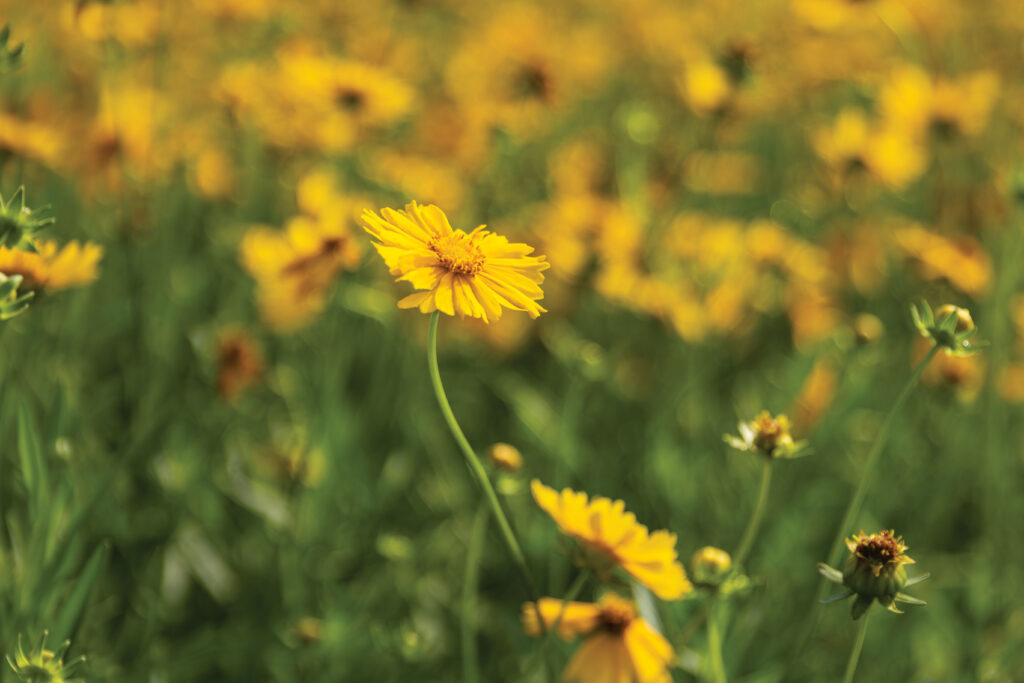 Garrett Wildflower Seed Farm