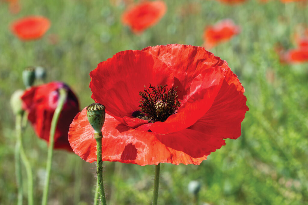 Poppies on Garrett Wildflower Seed Farm in Smithfield, North Carolina.