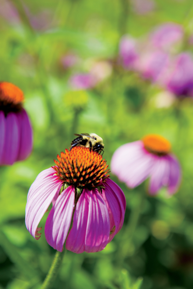 Pollinator Habitats