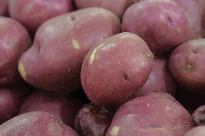 Pamlico Shores potatoes