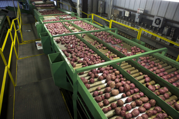 North Carolina potato facts