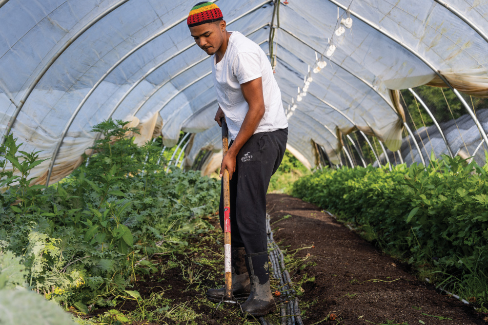 Sankofa Farms. Efland NC, Student Farmer Milan Ali hoes and weeds a row in a caterpillar tunnel