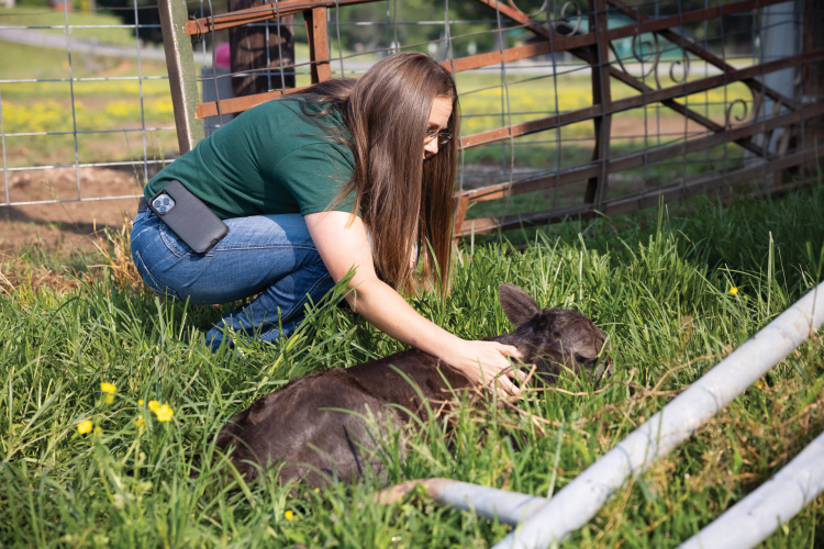 Olivia Ford checks in on a newly born calf at Johnny Wilson Farm.