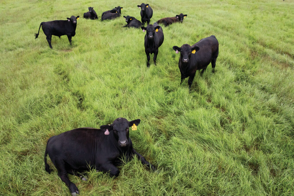 Fred Smith Company Ranch Beef