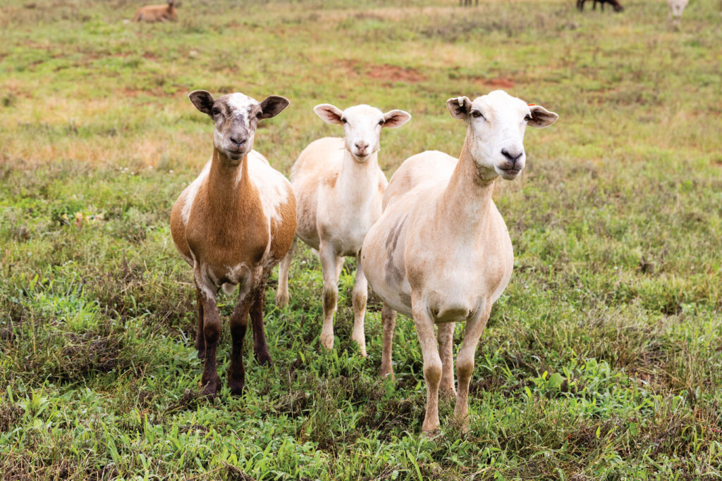 Barnhardt Farms of Rowan County
