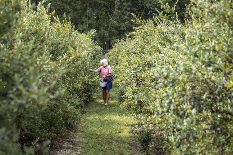 Eagle’s Nest Berry Farm