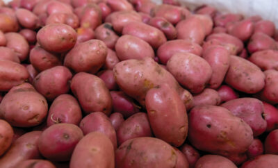 North Carolina Potatoes
