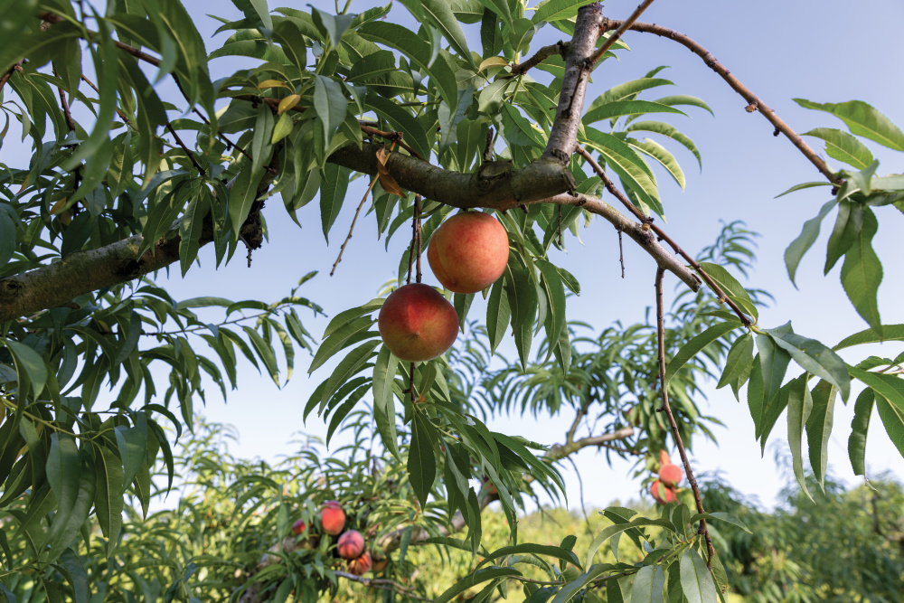 north carolina peaches; Kalawi Farm in Eagle Springs NC
