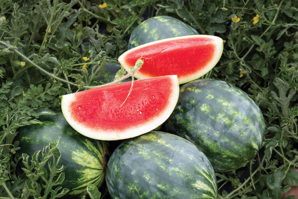 Watermelons grow at LizCo Farms in Rocky Mount